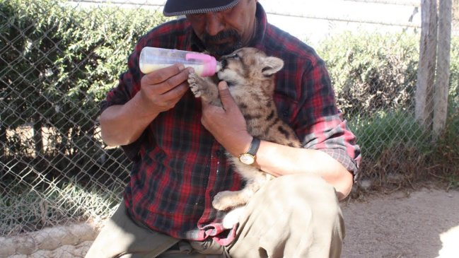 Dos pumas cachorros fueron abandonados en clínica veterinaria de Salamanca