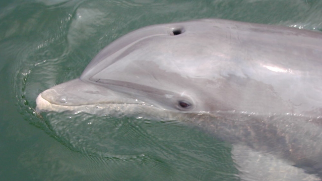 Comienza en Japón una nueva temporada de la controvertida pesca de delfines