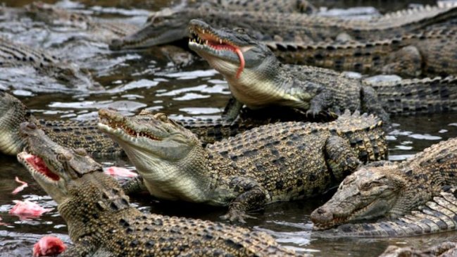 Suicidio: Mujer se lanzó a un estanque lleno de cocodrilos