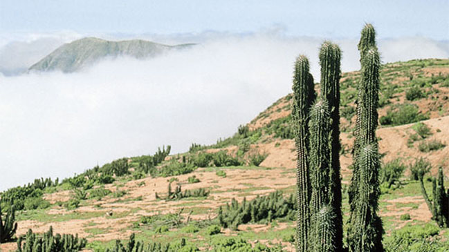 Cambio climático desplazaría la camanchaca en el desierto de Chile
