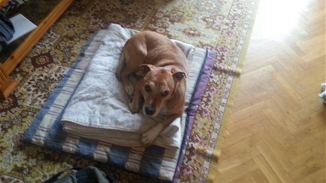 Marido de la contagiada de ébola en España denunció intento de sacrifio de su perro