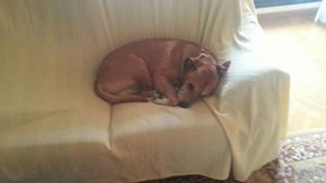 Sacrificarán a perro de mujer contagiada de ébola