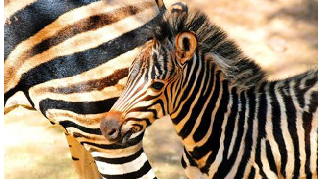 Cría de cebra es la nueva atracción del Zoológico Nacional