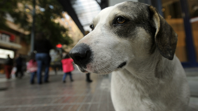 Los pasos a seguir cuando un niño es mordido por una mascota