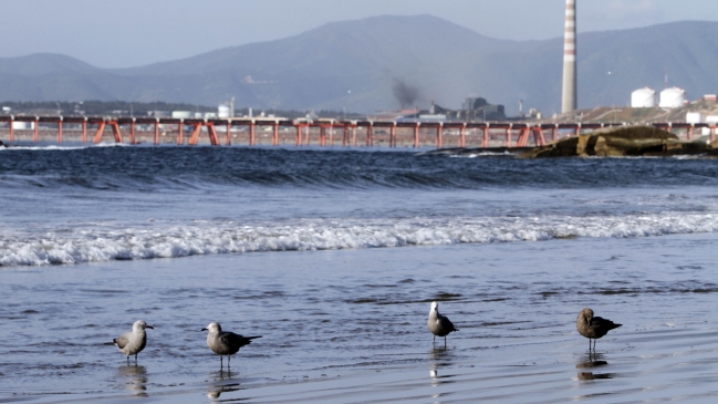 Liberan en Reñaca a aves que sobrevivieron derrame de petróleo en Quintero