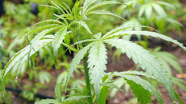 Puerto Rico: Niño de un año dio positivo por marihuana en prueba toxicológica