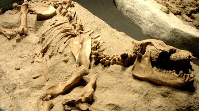 Descubren nuevas especies antecesoras a los dinosaurios en Argentina