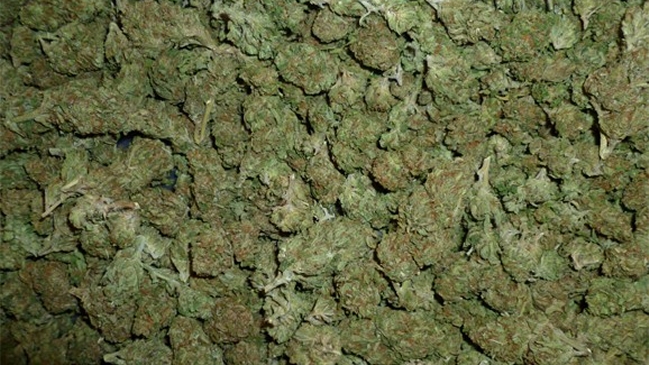 Electores de Alaska aprobaron la legalización del cannabis