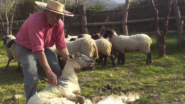 Paine recibe una fiesta de esquila y cerveza