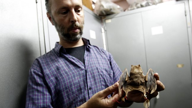 Uruguayos planean vender excremento de murciélago para cultivar marihuana