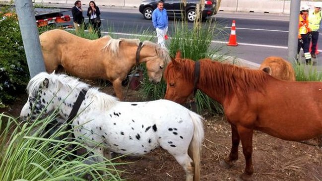 Caballos complicaron el tránsito en la Autopista Vespucio Norte