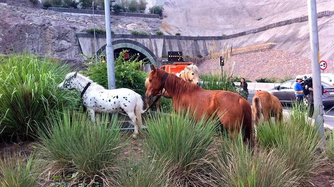 MOP ordenó investigar irrupción de animales en autopistas