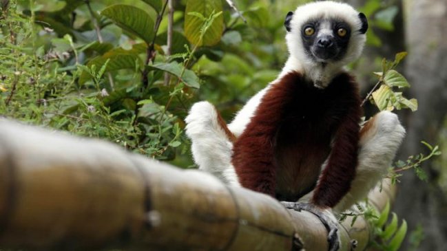 Murió el lemur protagonista de 