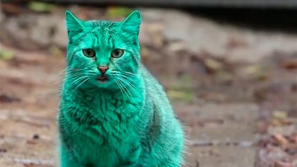 Gato verde aparece en las calles de Bulgaria