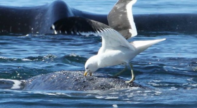La desconocida batalla que las ballenas no pueden ganarle a las gaviotas