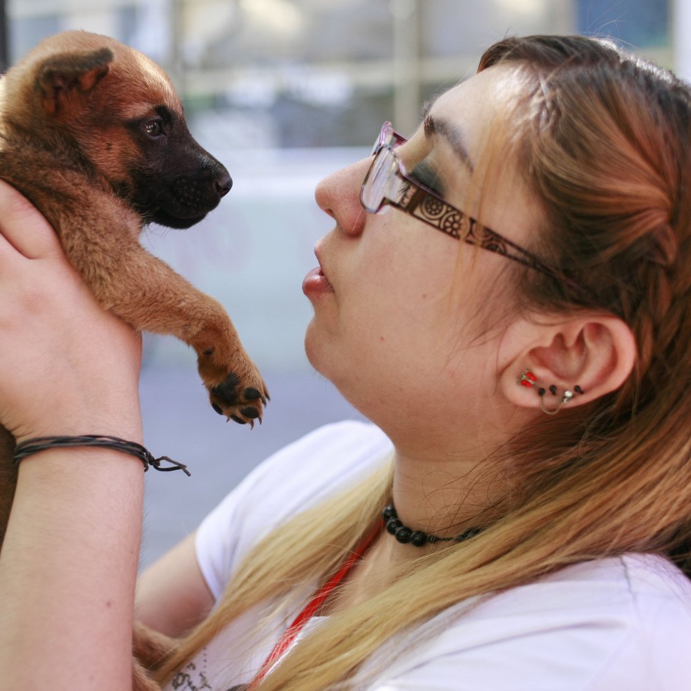 Contraloría objetó esterilización obligatoria de mascotas