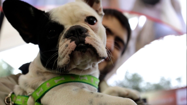 Mascotas en edificios: 90 por ciento no respeta prohibición