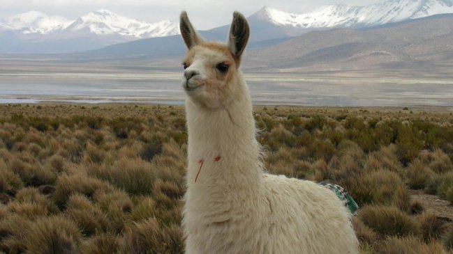 Llamas: Nuevos aliados en la lucha contra el Sida