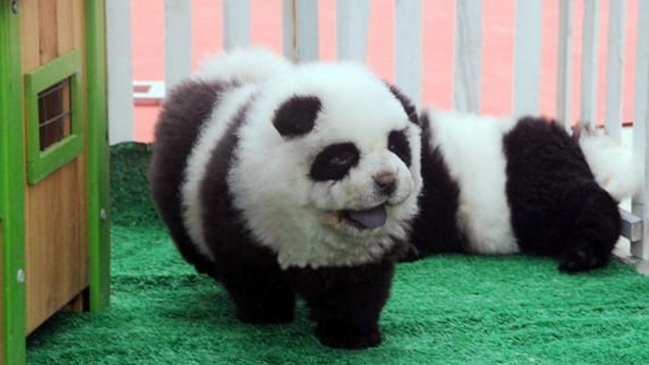 Circo presentaba perros como un falso cruce entre chow chow y oso panda