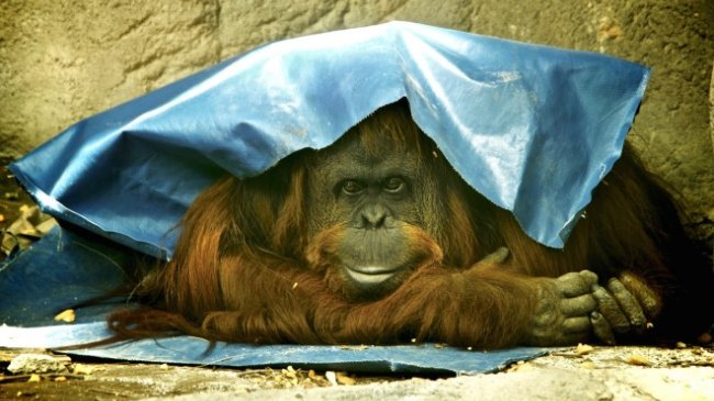 El caso de la orangután reconocida como 