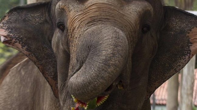 Polémica en Zimbabue por la venta de 27 crías de elefante a China