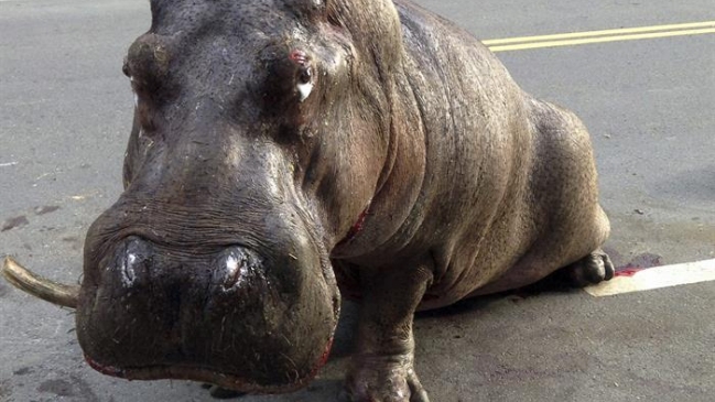 Murió hipopótamo que saltó desde un camión en un pueblo de Taiwán