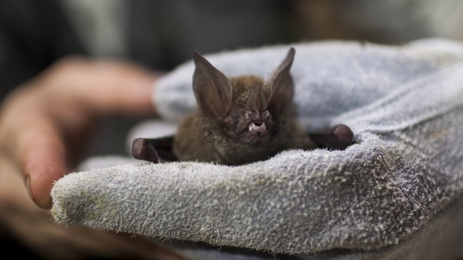 Murciélagos podrían ser la fuente de la epidemia de ébola