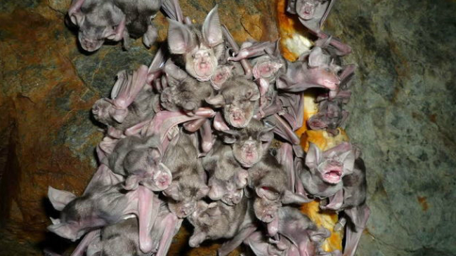 Un murciélago sería el desencadenante de la epidemia del ébola en África