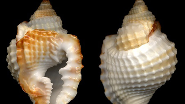 Descubren 18 nuevas especies de moluscos marinos en las costas de Cuba