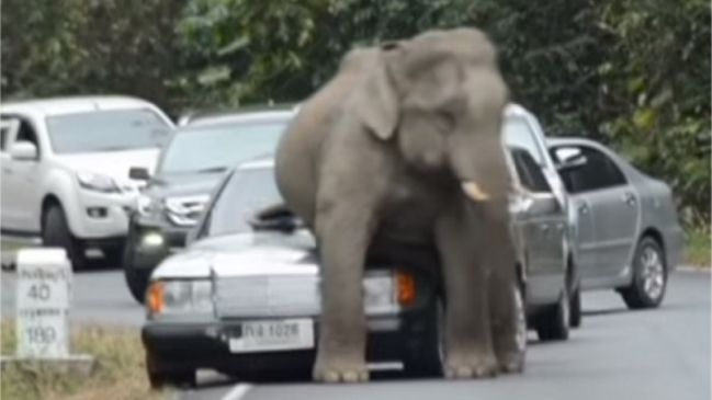 Tailandia aumentará la vigilancia ante los ataques de elefantes contra autos