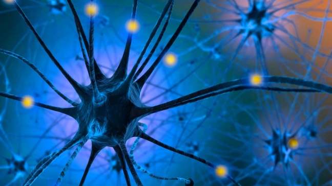 Científicos estudian si la serotonina aumenta la paciencia y no la felicidad