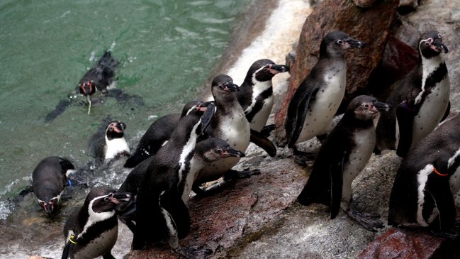 Senadora criticó proyecto de CAP para construir un puerto en La Higuera