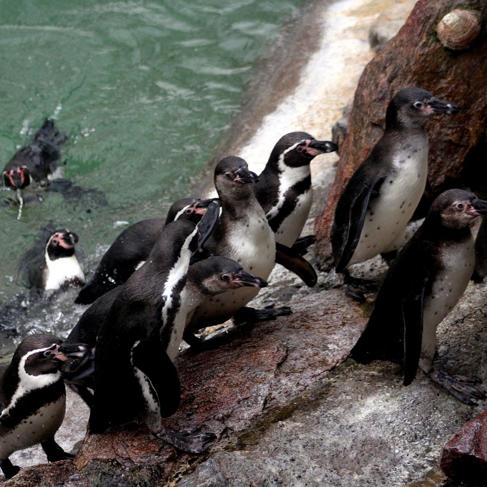 Senadora criticó proyecto de CAP para construir un puerto en La Higuera