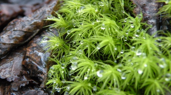 Bosques en miniatura del sur de Chile revelan fascinante mundo invisible