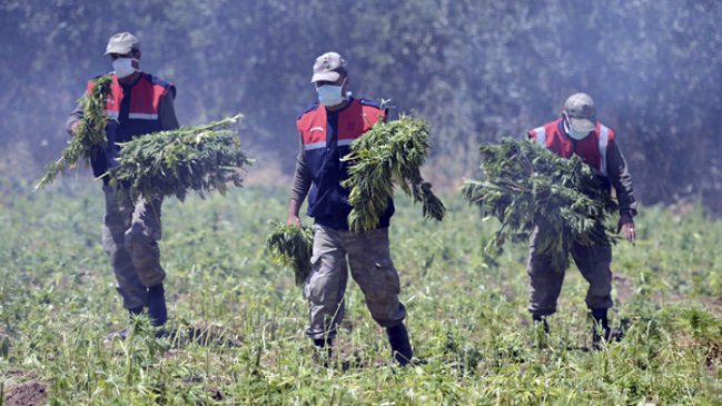 Policía paraguaya incauta más de dos toneladas de marihuana cerca de la escena de un crimen