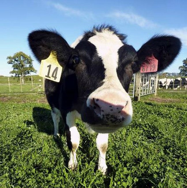 Una aplicación africana calcula las vacas que cuesta una esposa