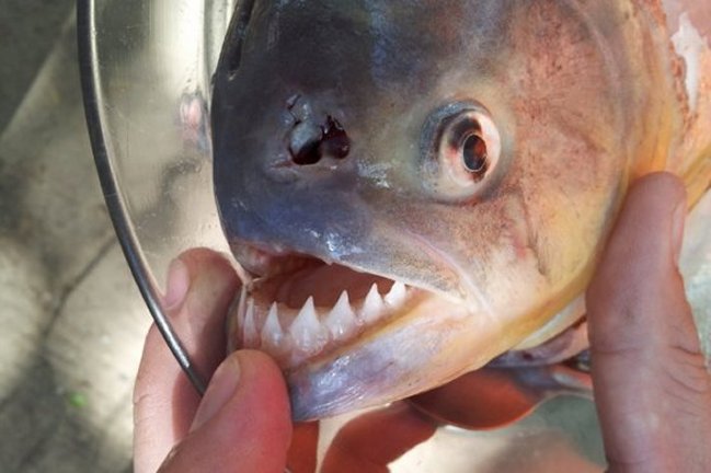 Niña de seis años fue devorada por pirañas en Brasil