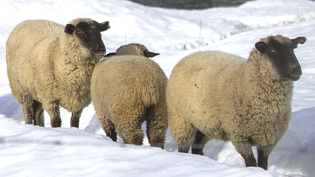 ¿Existen los animales homosexuales?