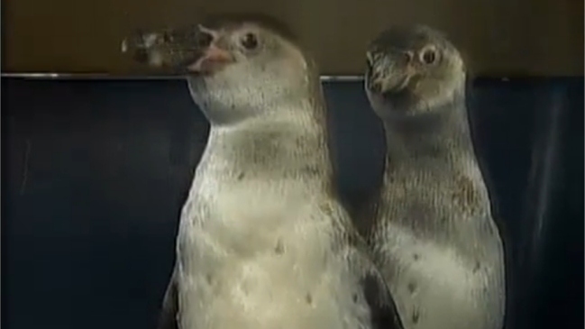 Zoológico de Lima acogió a dos pingüinos rescatados de un restaurante