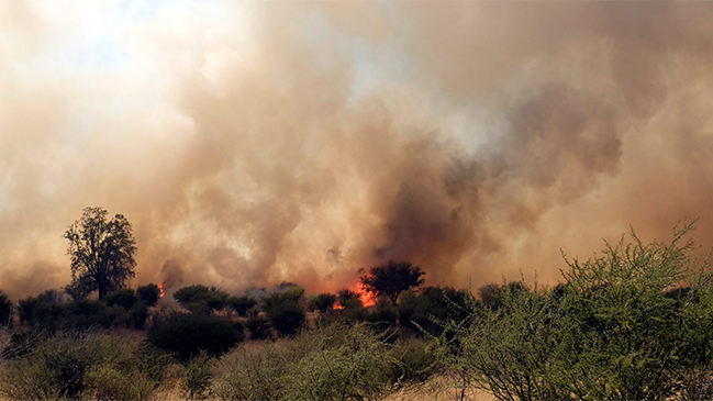 Onemi decretó alerta roja por incendio en Curacaví