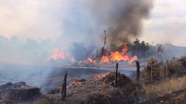 Conaf: Incendios forestales en Puerto Montt requieren un trabajo 
