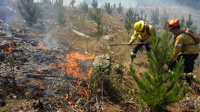 Onemi: Hay 70 incendios forestales activos en la zona sur