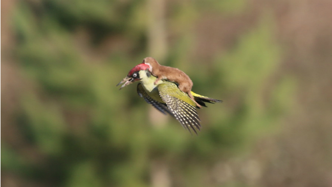 La historia tras la foto de la comadreja que voló sobre un pájaro carpintero