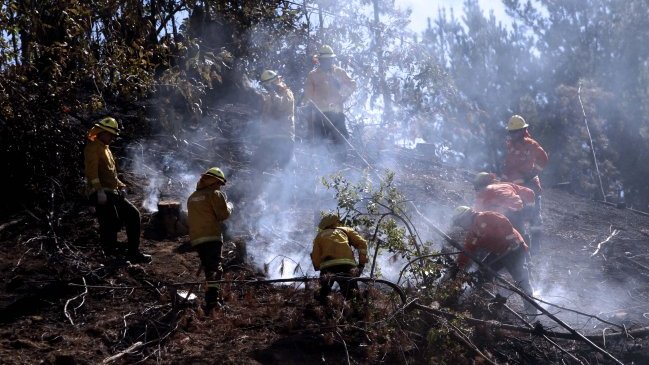 Continúa preocupación por incendios forestales en la Región del Biobío