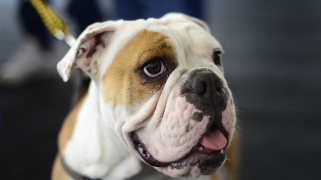 Línea aérea permite a perros y gatos viajar en la cabina