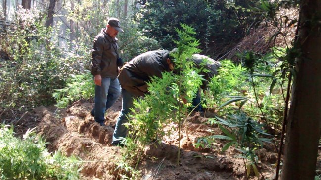 Valparaíso: Incendio forestal reveló plantación de marihuana