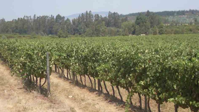 SAG clausuró empresa vinícola en San Javier por falsificación