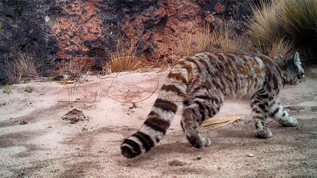 Captaron las primeras imágenes del gato andino en su hábitat natural