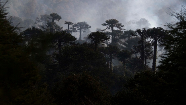 Al menos 300 años demorará la recuperación de la Reserva Nacional China Muerta