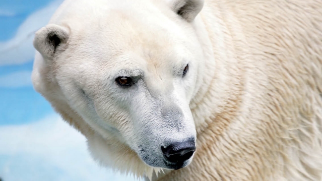 Murió Taco, el oso polar del Zoológico Metropolitano